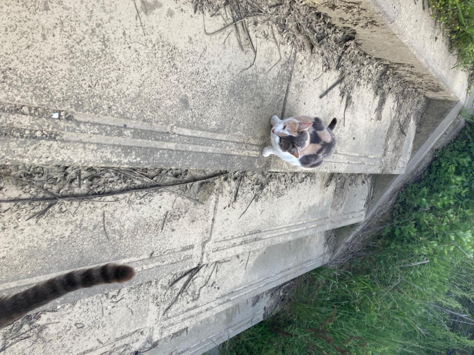 目撃された猫 目撃された猫