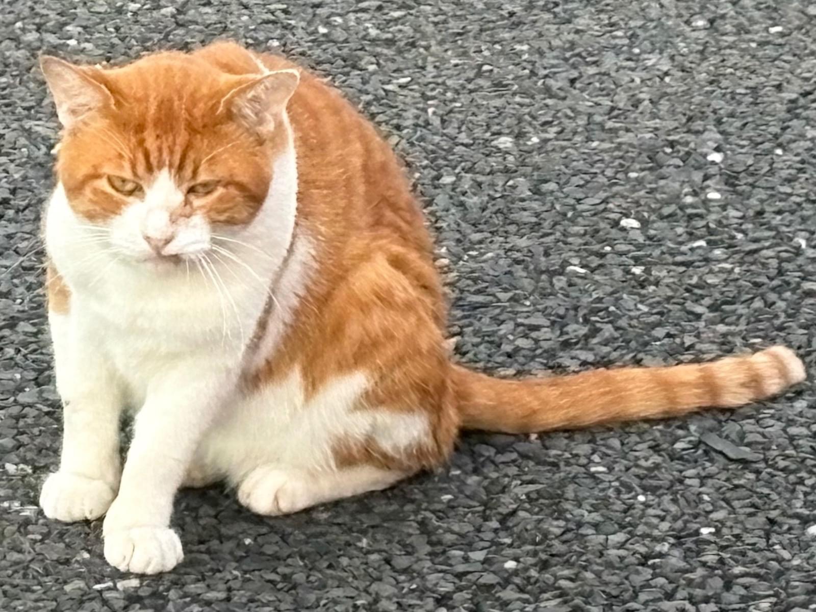目撃された猫 目撃された猫