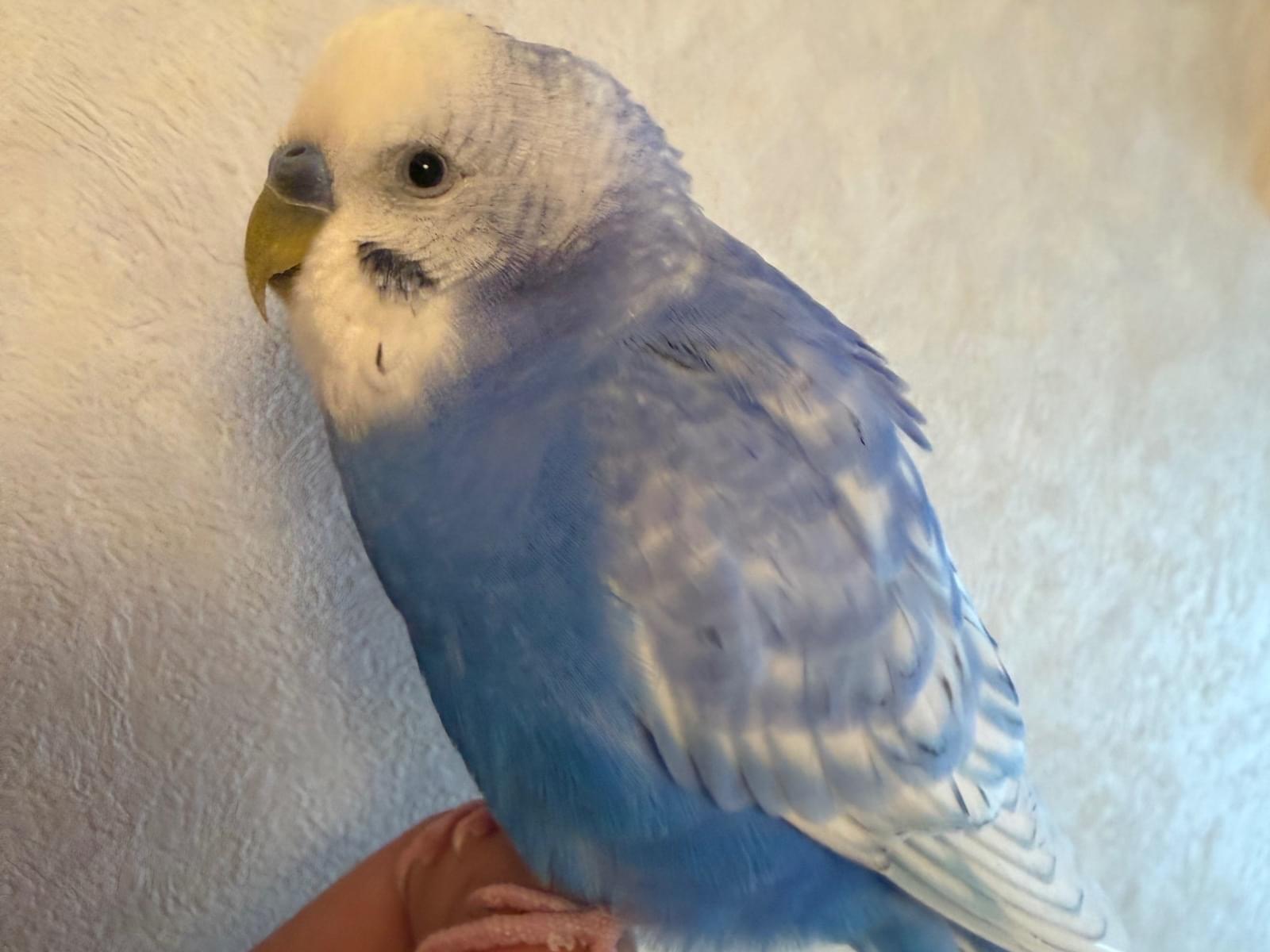 保護された鳥