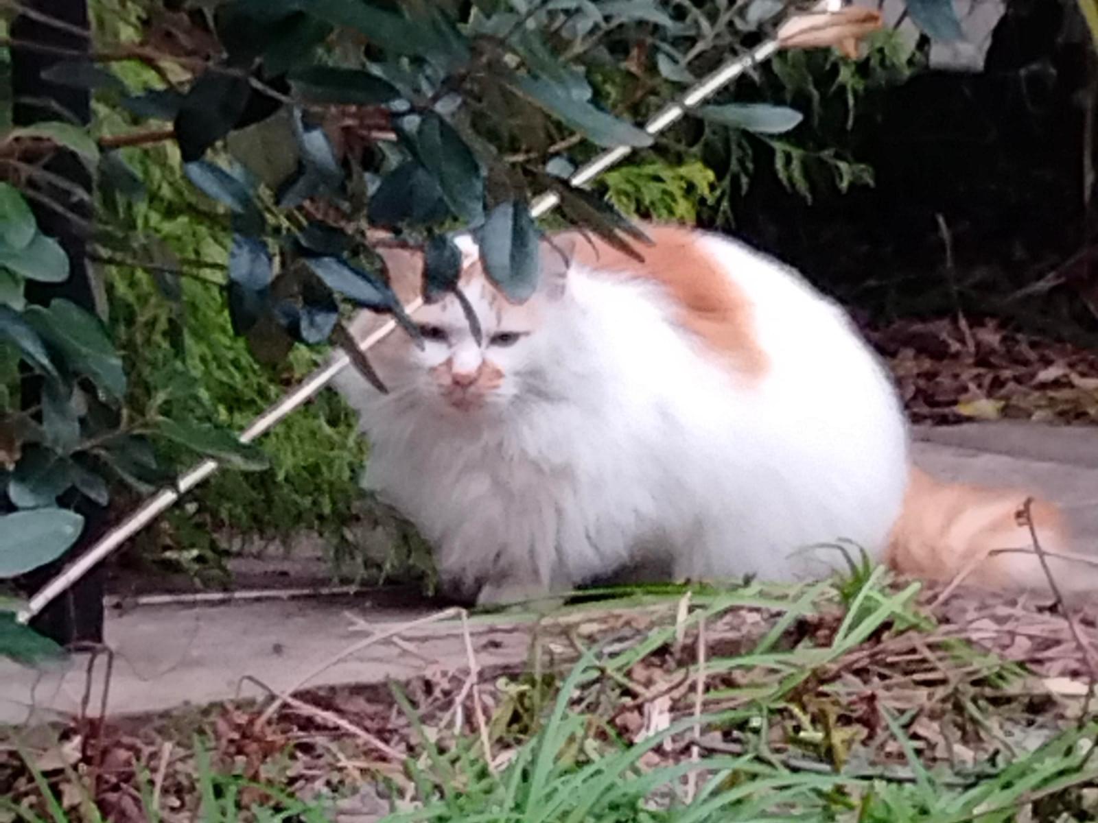 目撃された猫 目撃された猫