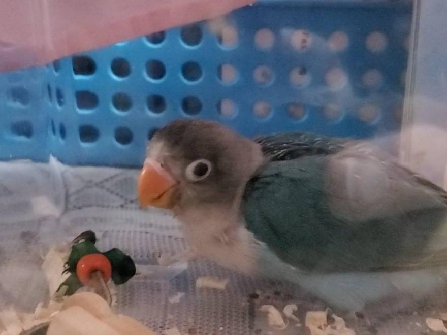 ハピちゃん ハピちゃん