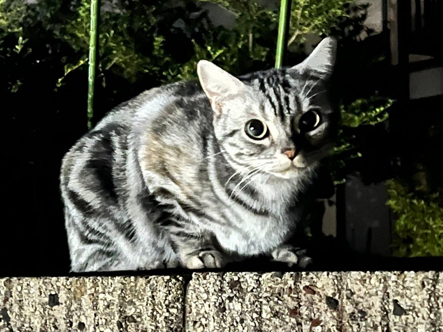 目撃された猫 目撃された猫