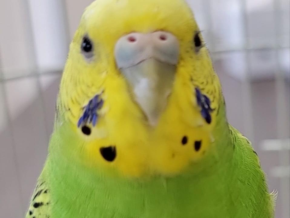 保護された鳥 保護された鳥