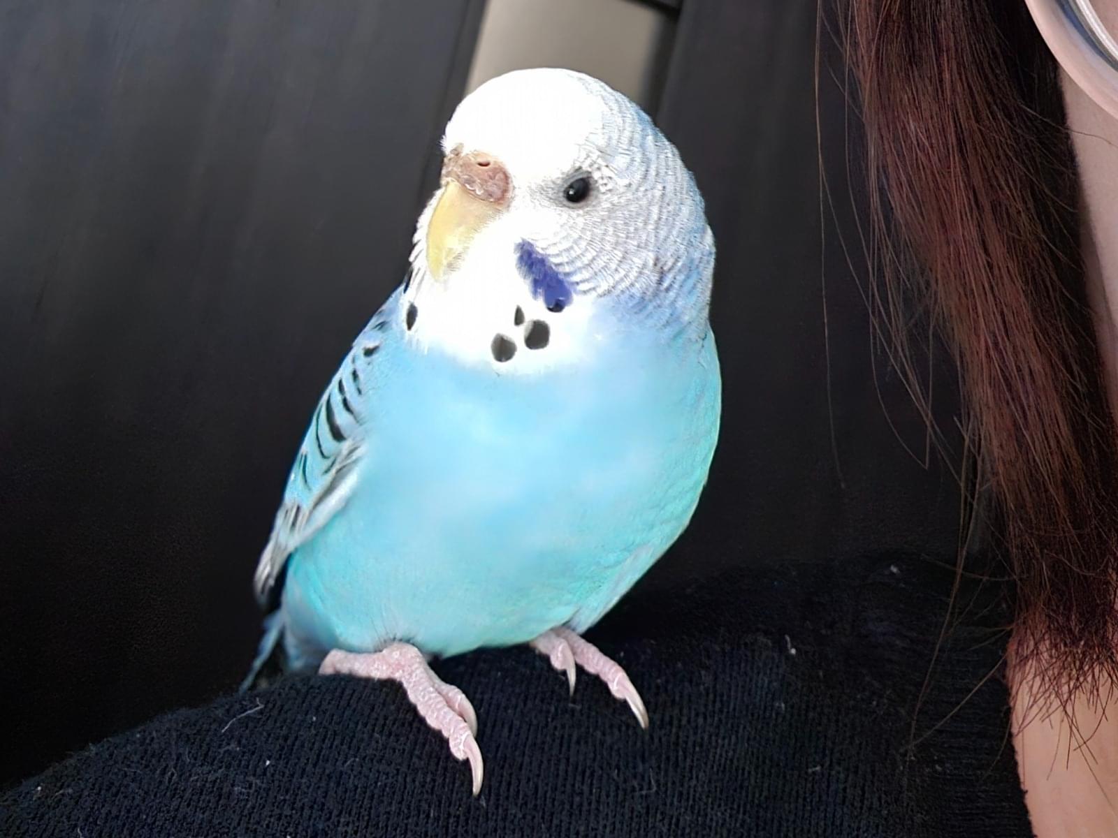 トムちゃん トムちゃん