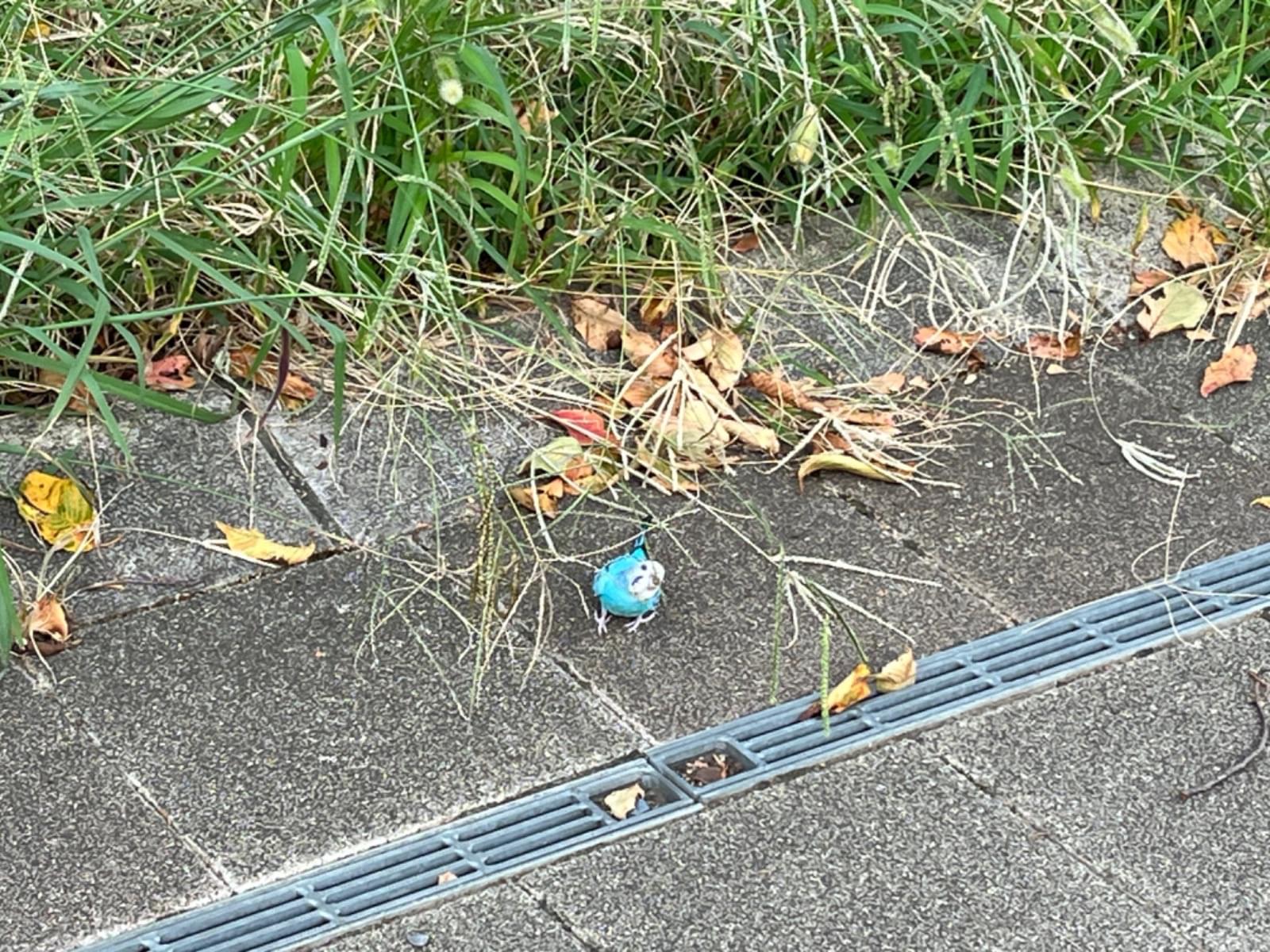 目撃された鳥 目撃された鳥