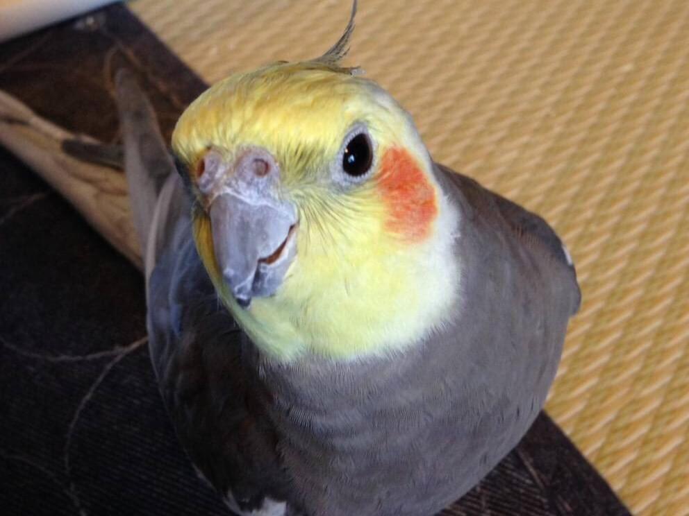 ふうこちゃん ふうこちゃん