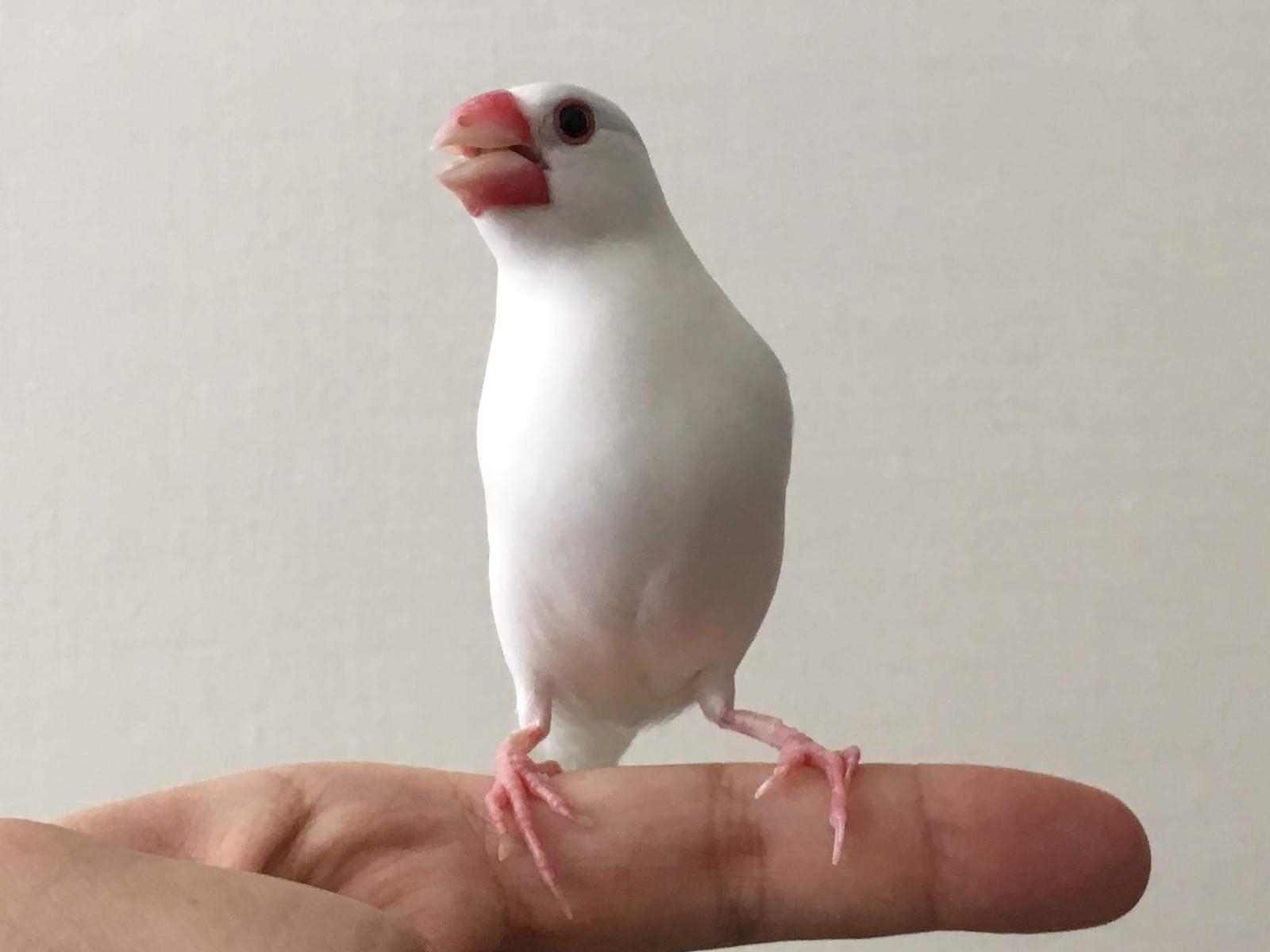 ふうちゃん ふうちゃん