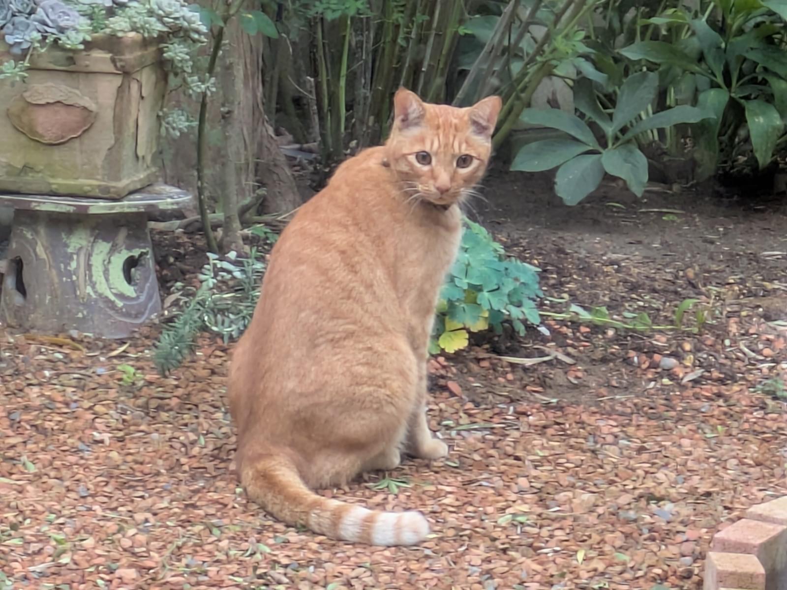 目撃された猫 目撃された猫