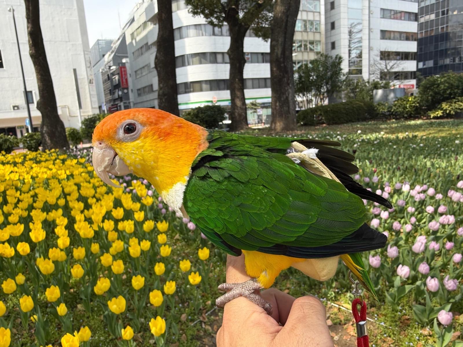 ひまわりちゃん