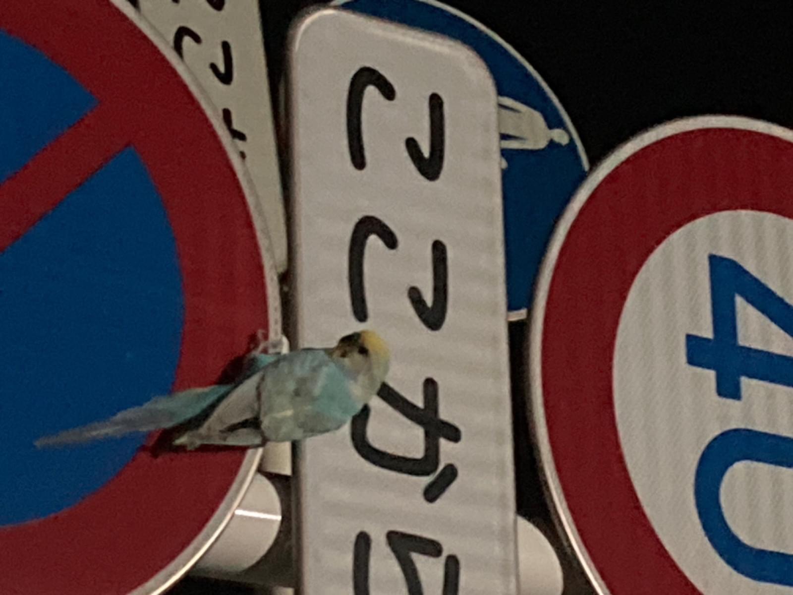 目撃された鳥 目撃された鳥