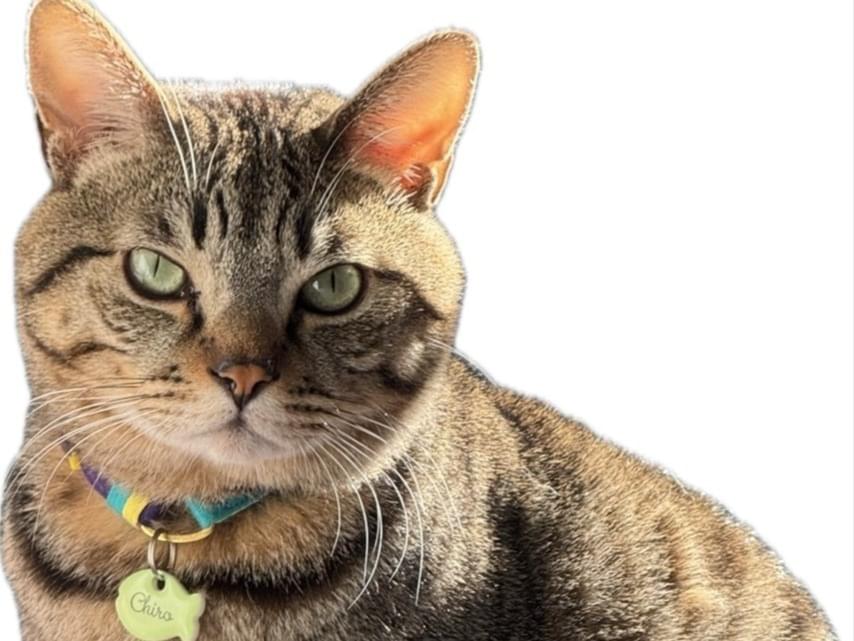 チロちゃん チロちゃん