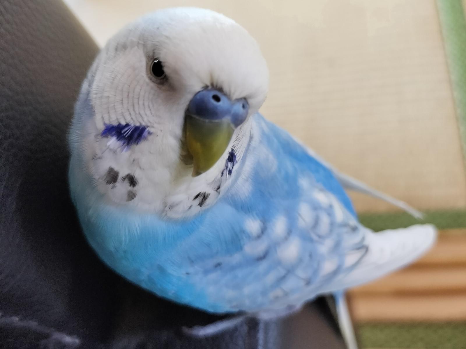 ジャムちゃん ジャムちゃん