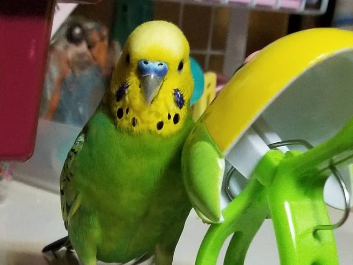 よもぎちゃん よもぎちゃん