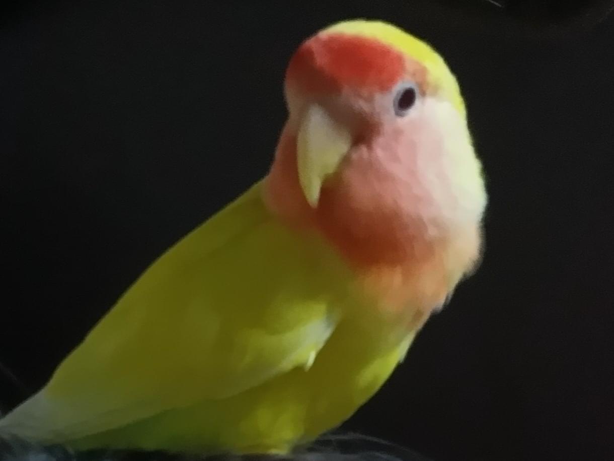ピーちゃん ピーちゃん