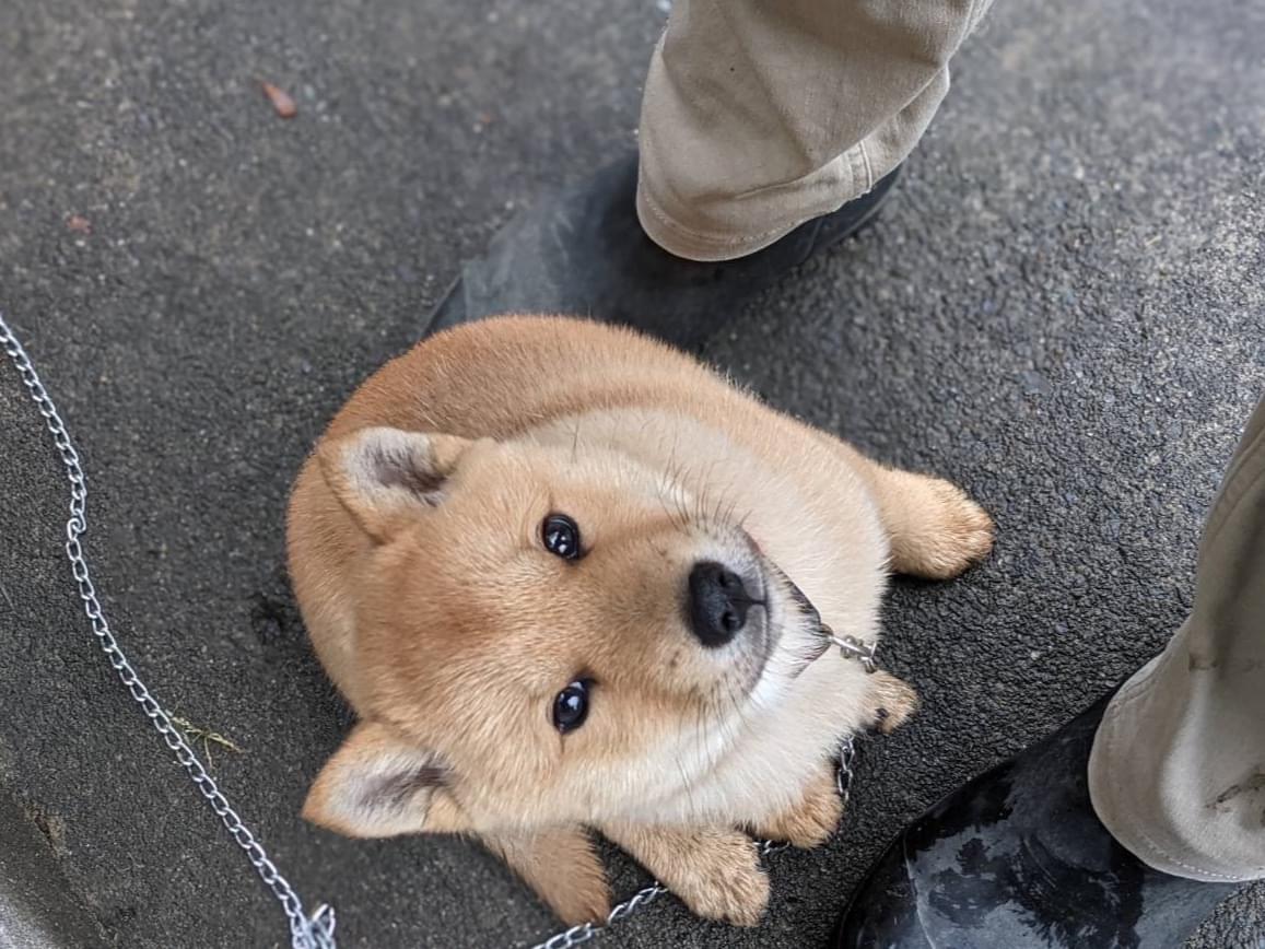 らんちゃん らんちゃん