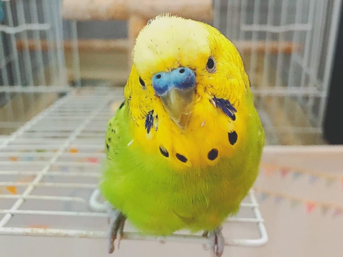 ぴーちゃん ぴーちゃん