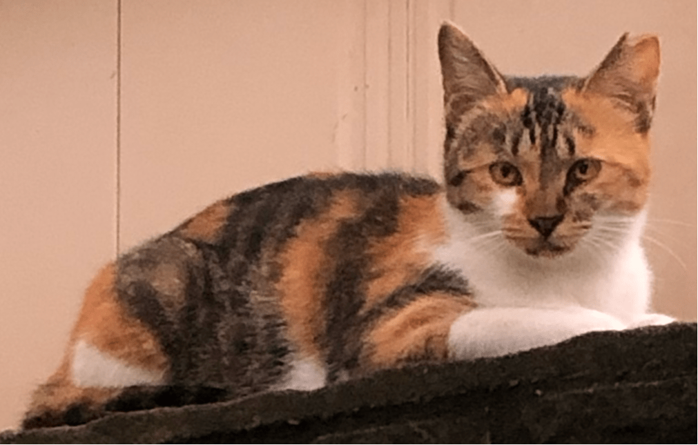 三毛猫を探しています