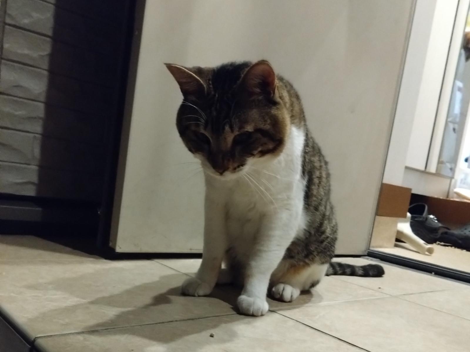 保護された猫 保護された猫