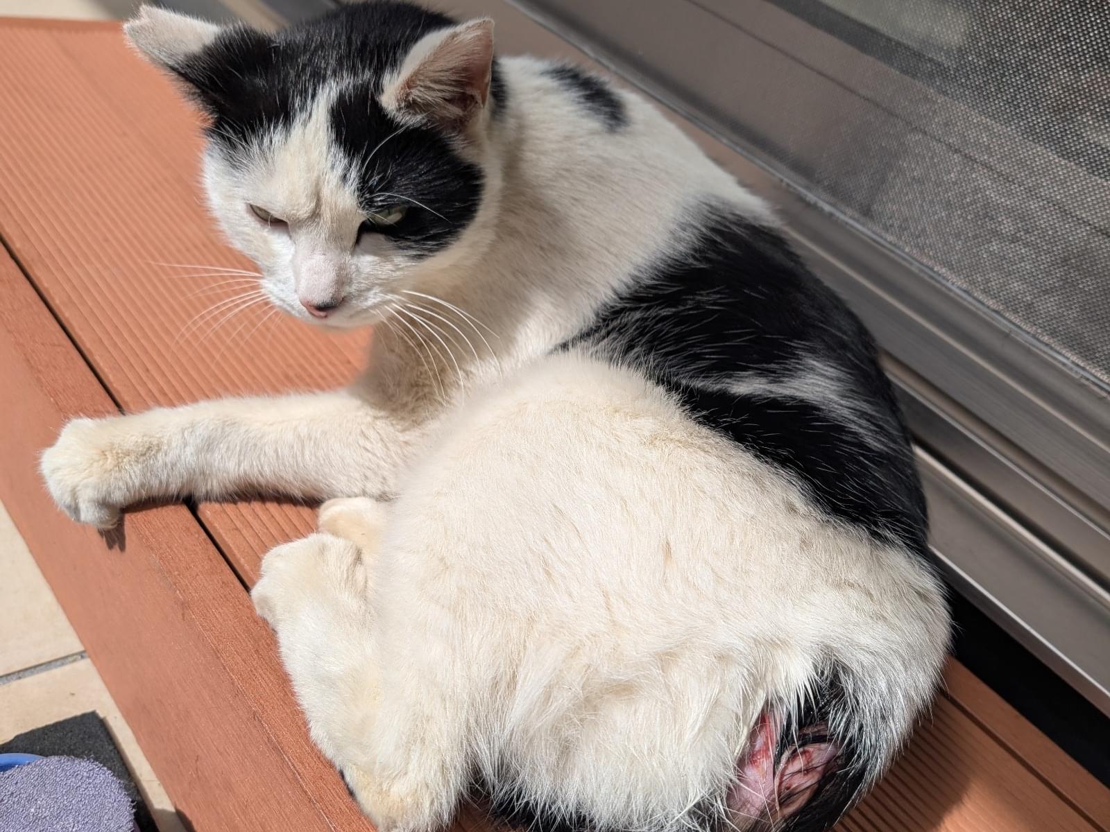 シロちゃん シロちゃん