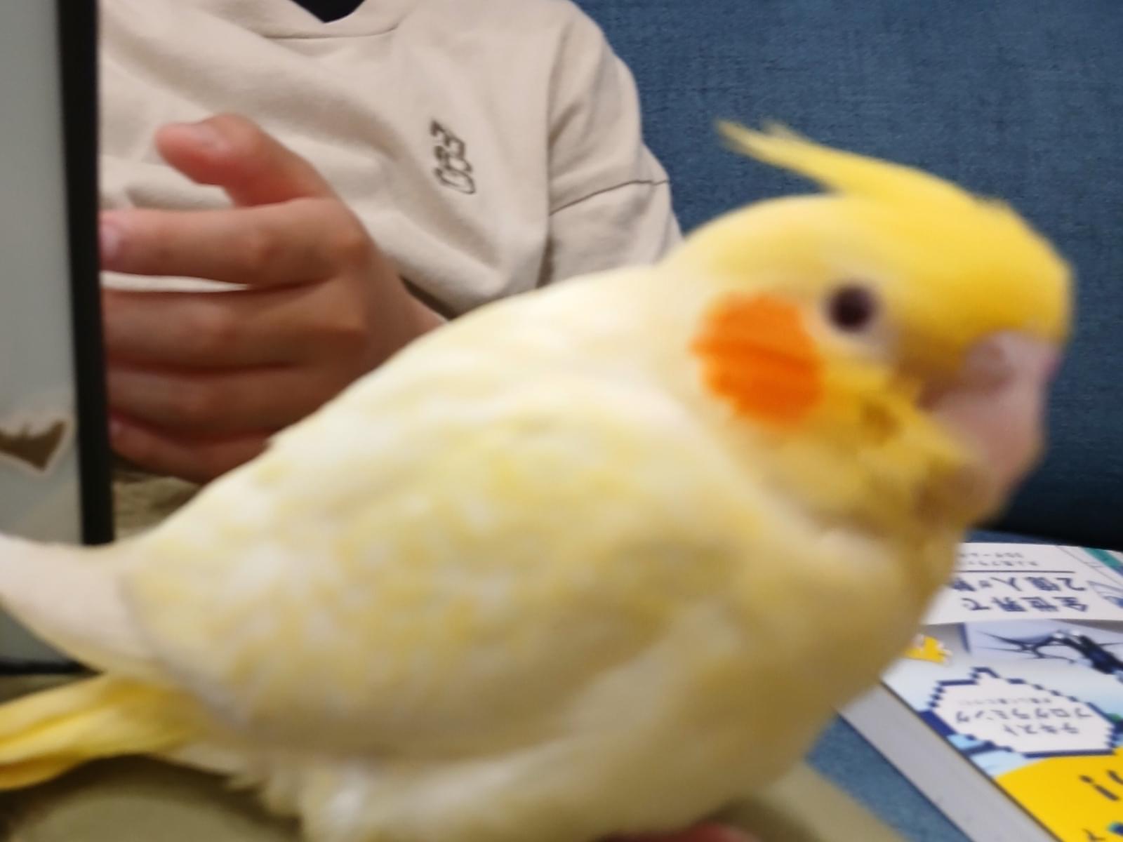 チーズちゃん チーズちゃん