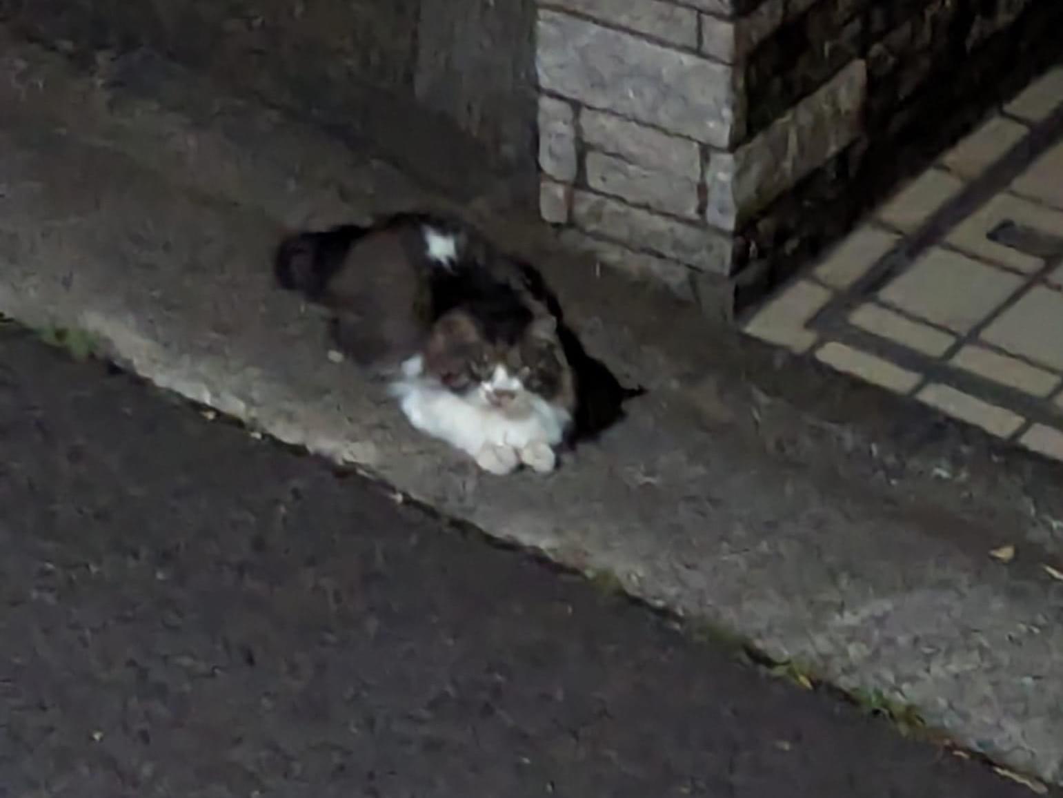 目撃された猫 目撃された猫