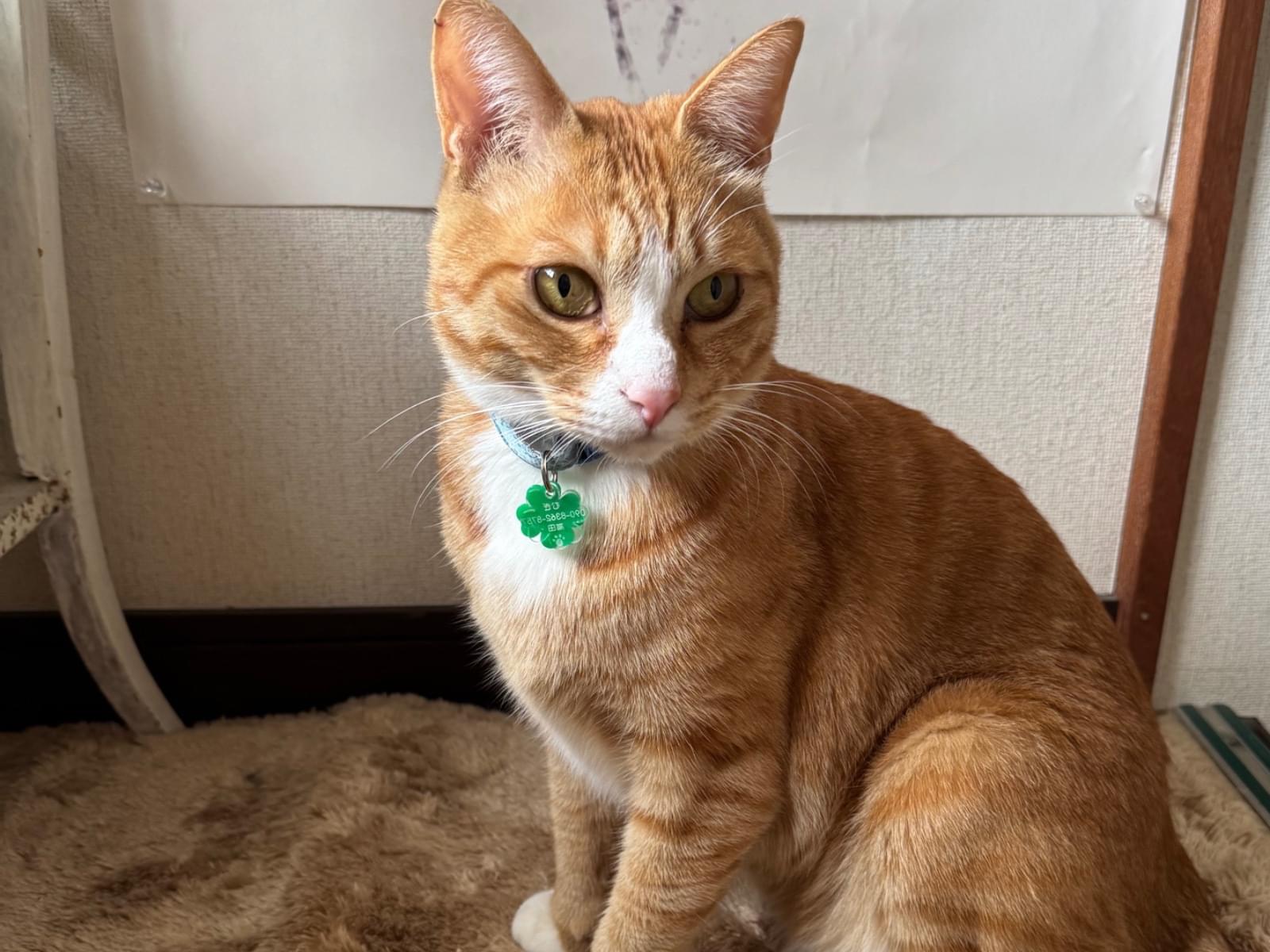 ムギちゃん ムギちゃん