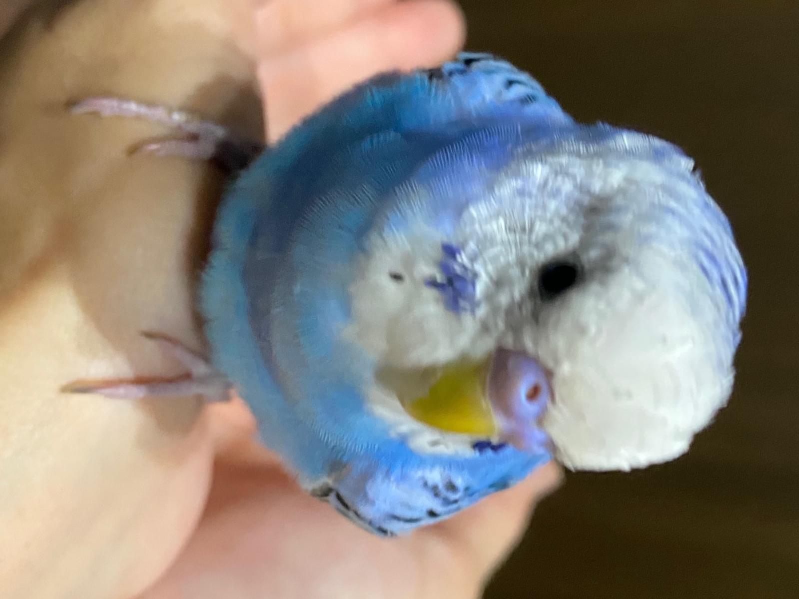保護された鳥 保護された鳥
