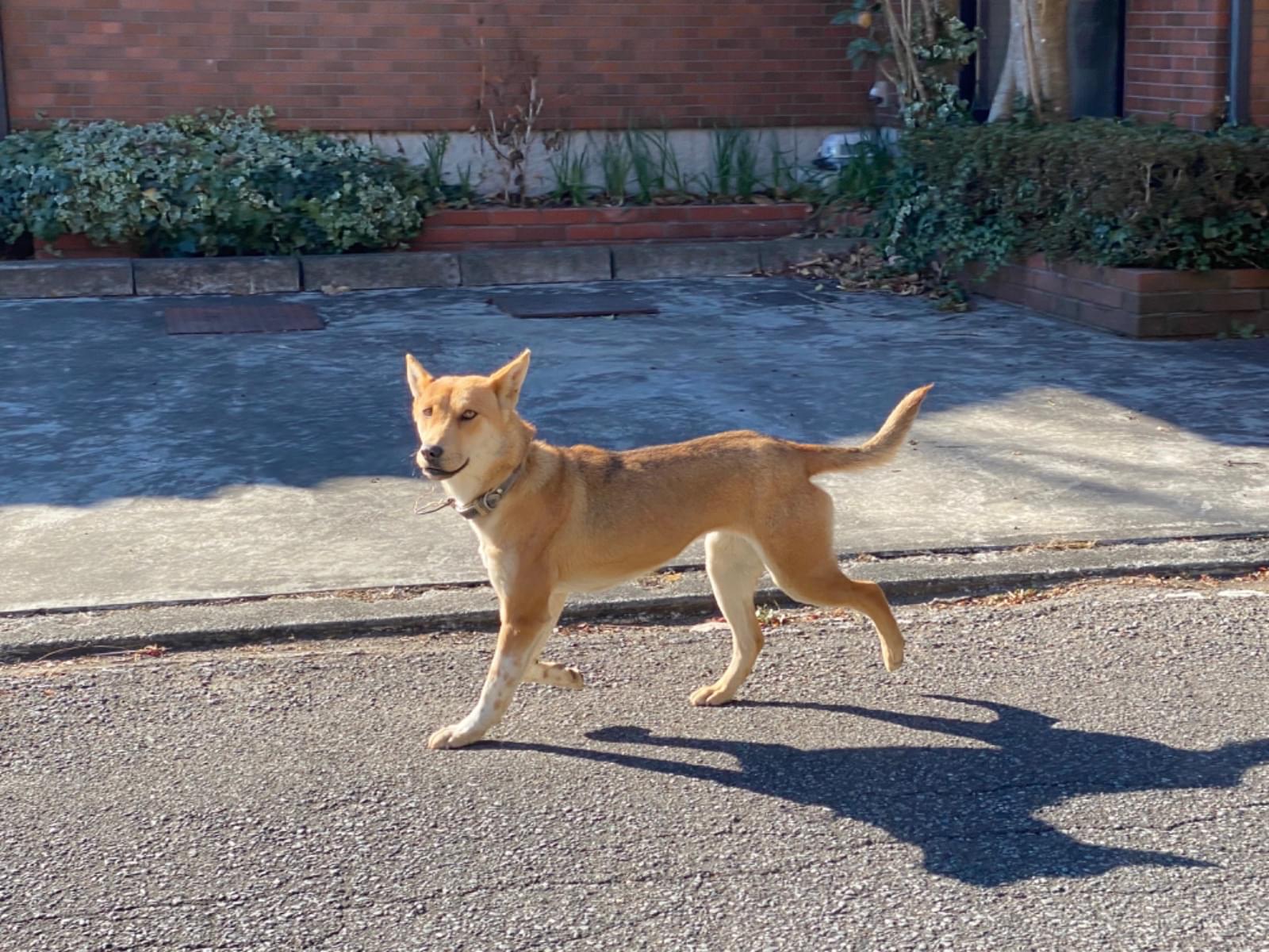 目撃された犬 目撃された犬