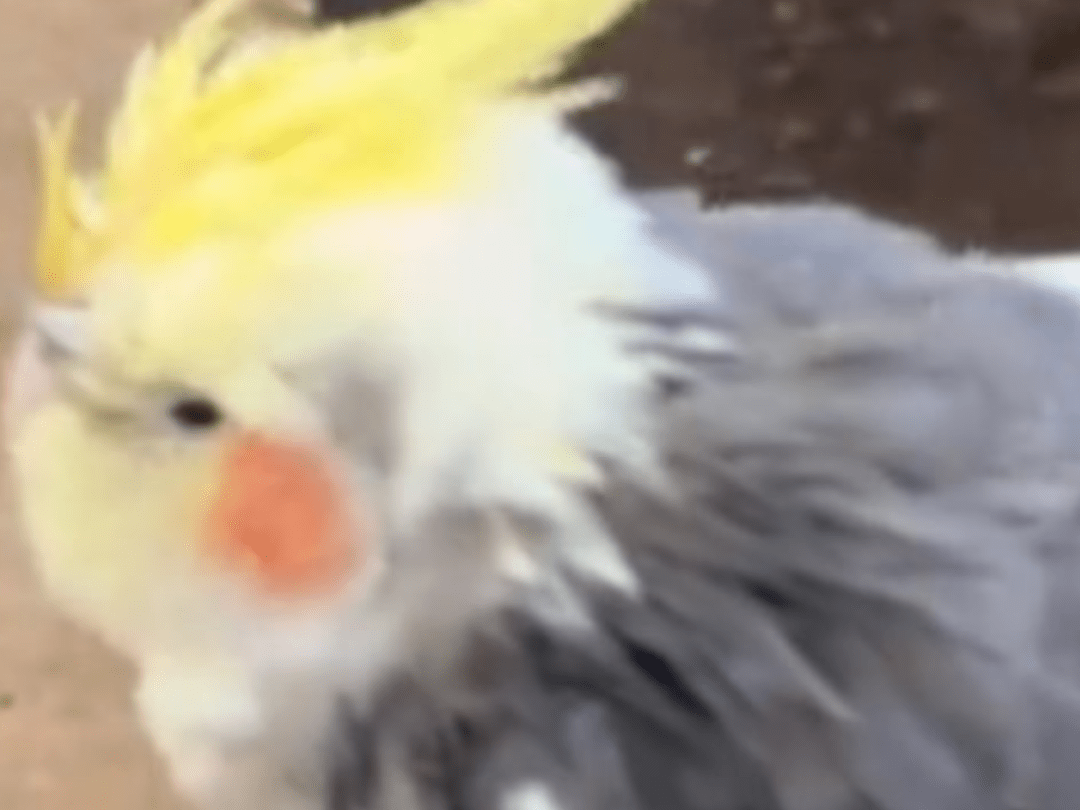 目撃された鳥 目撃された鳥