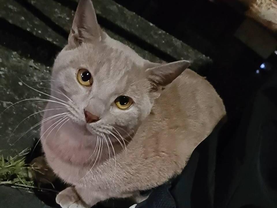 目撃された猫 目撃された猫