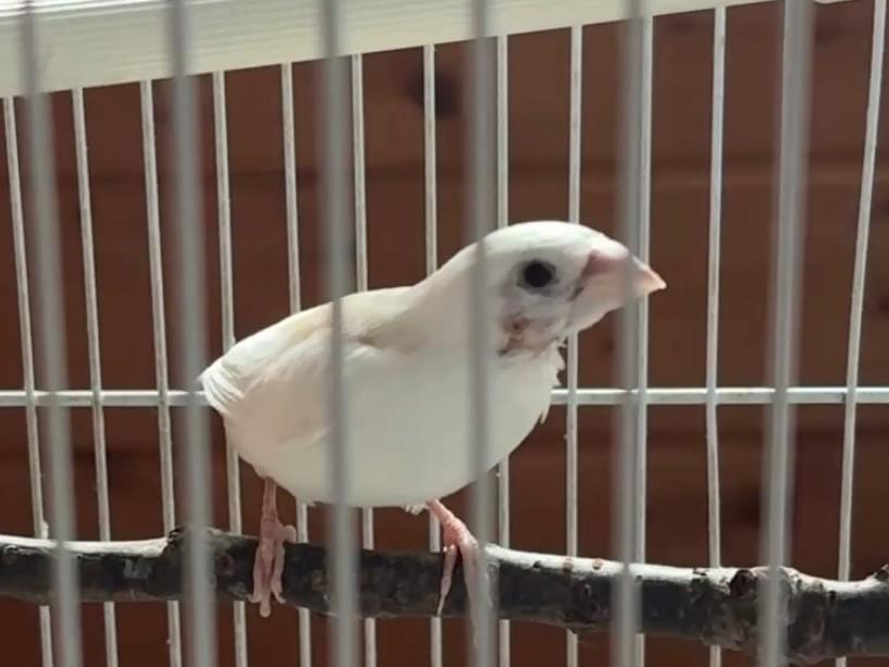 保護された鳥 保護された鳥