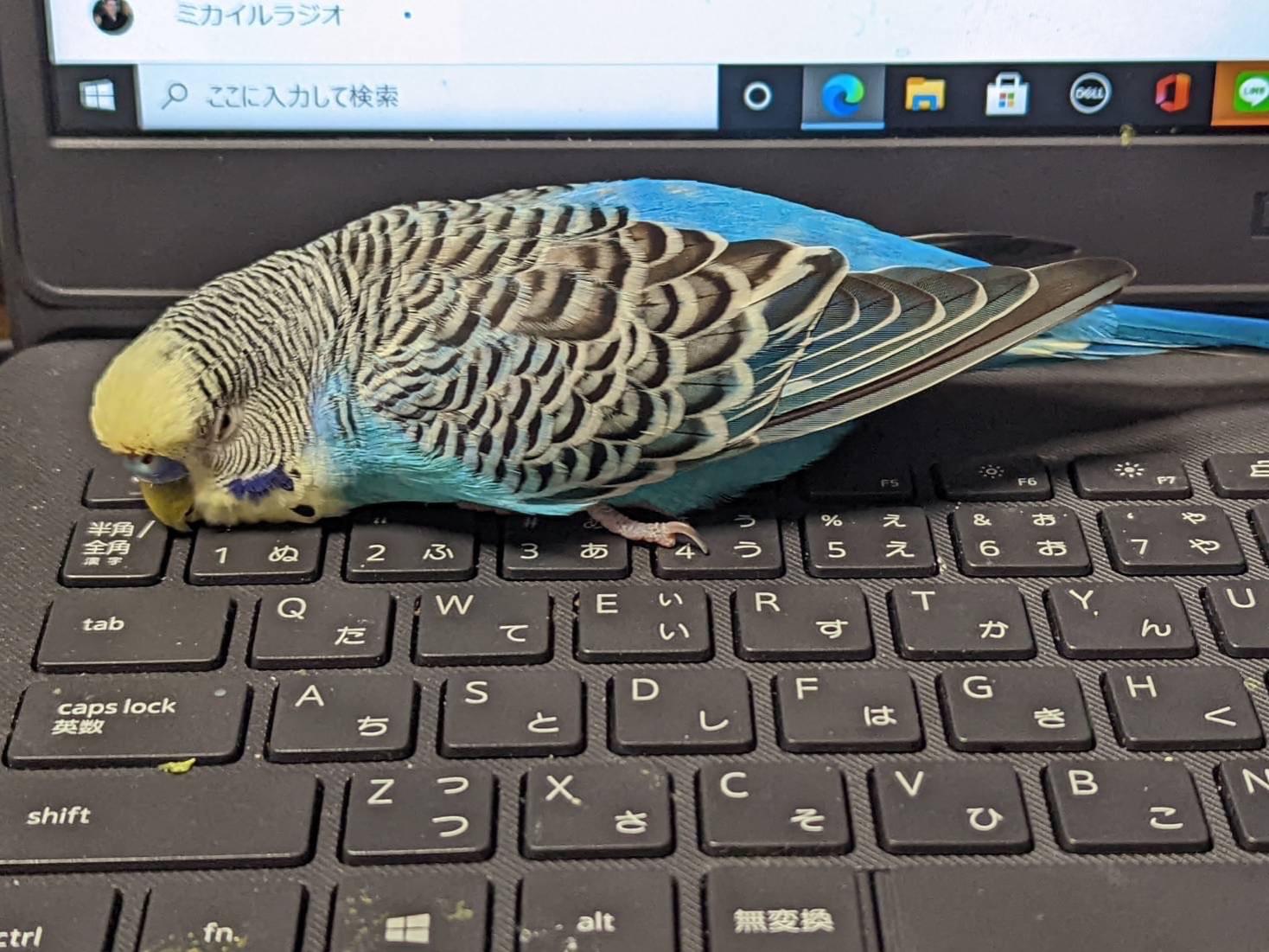 高橋 あおちゃん 高橋 あおちゃん