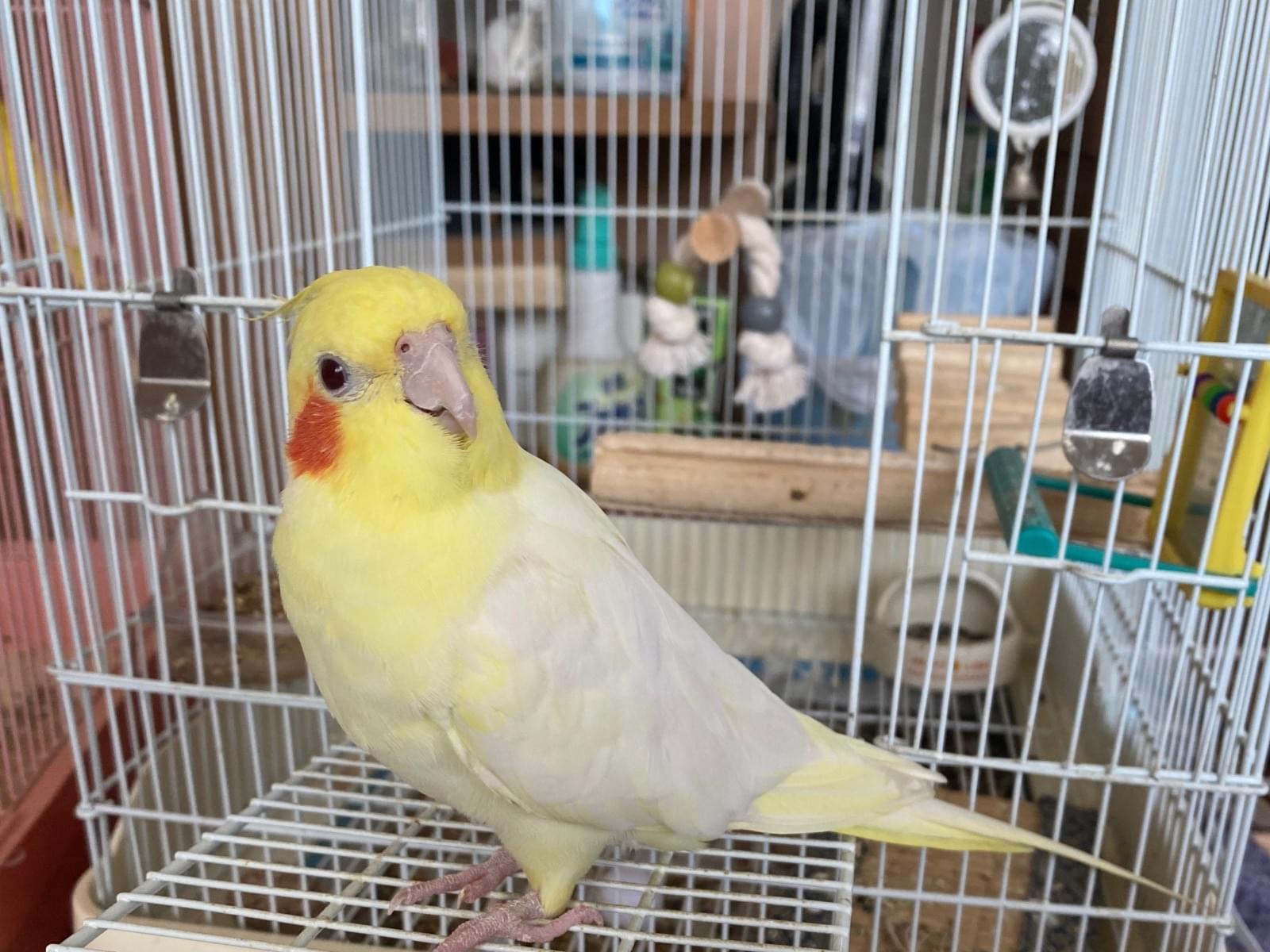 ももちゃん ももちゃん