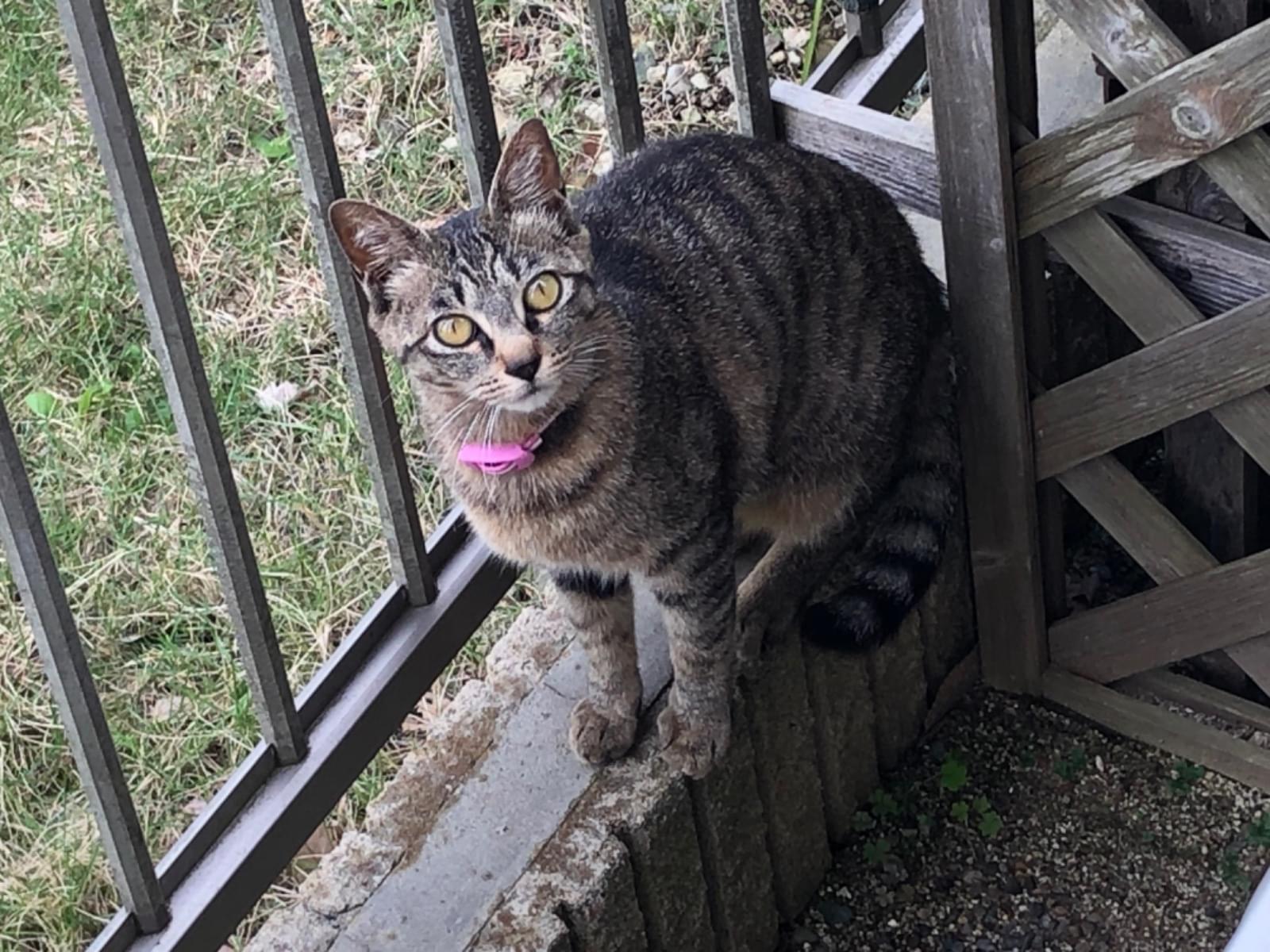目撃された猫 目撃された猫