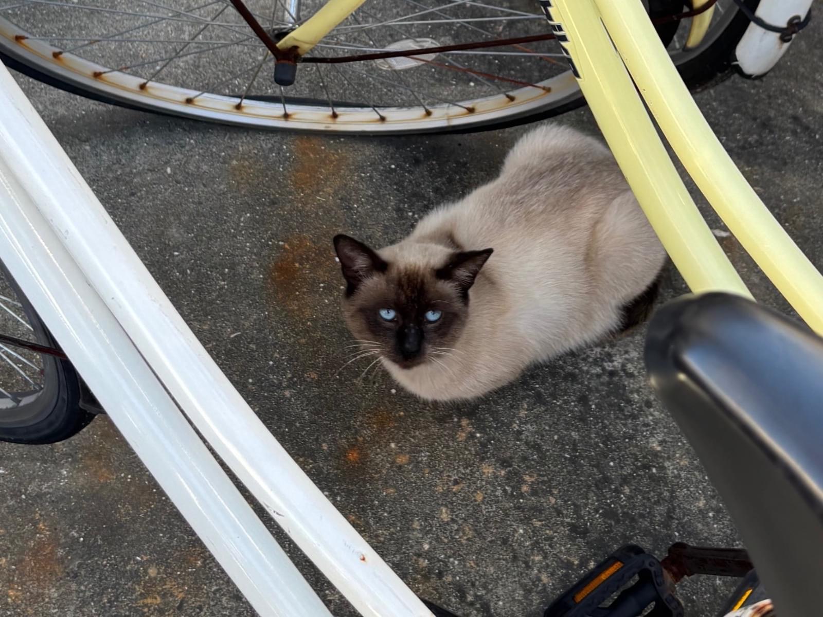 目撃された猫 目撃された猫