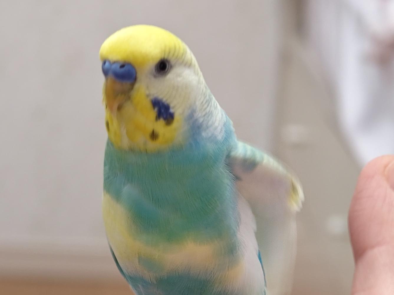 ピコちゃん ピコちゃん