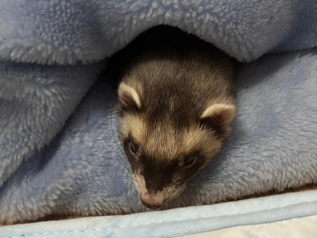 保護されたペット 保護されたペット