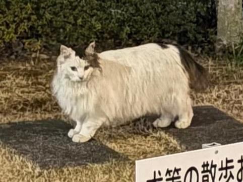 目撃された猫 目撃された猫
