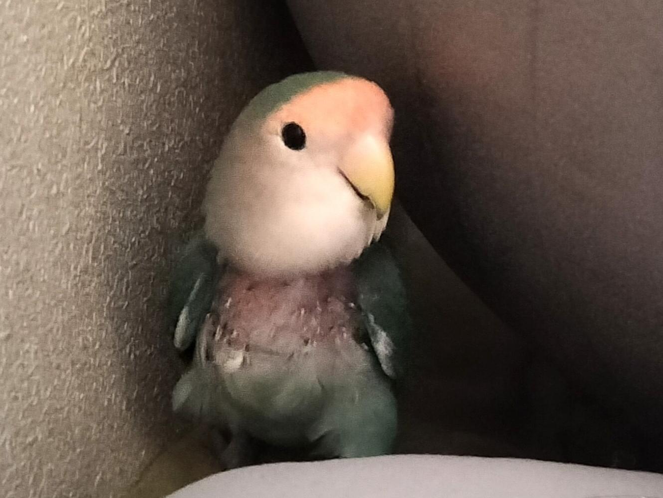おくらちゃん