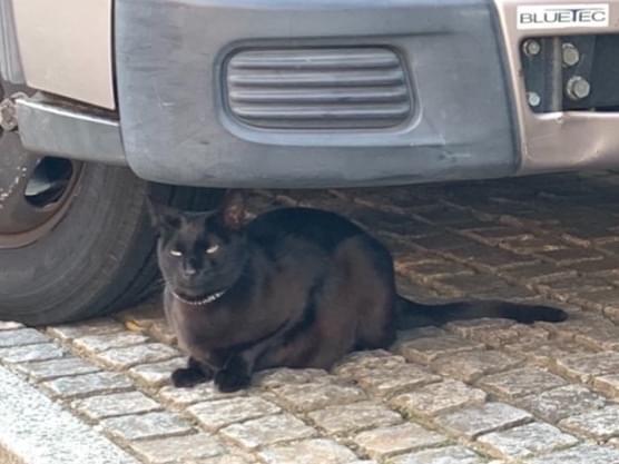 目撃された猫 目撃された猫