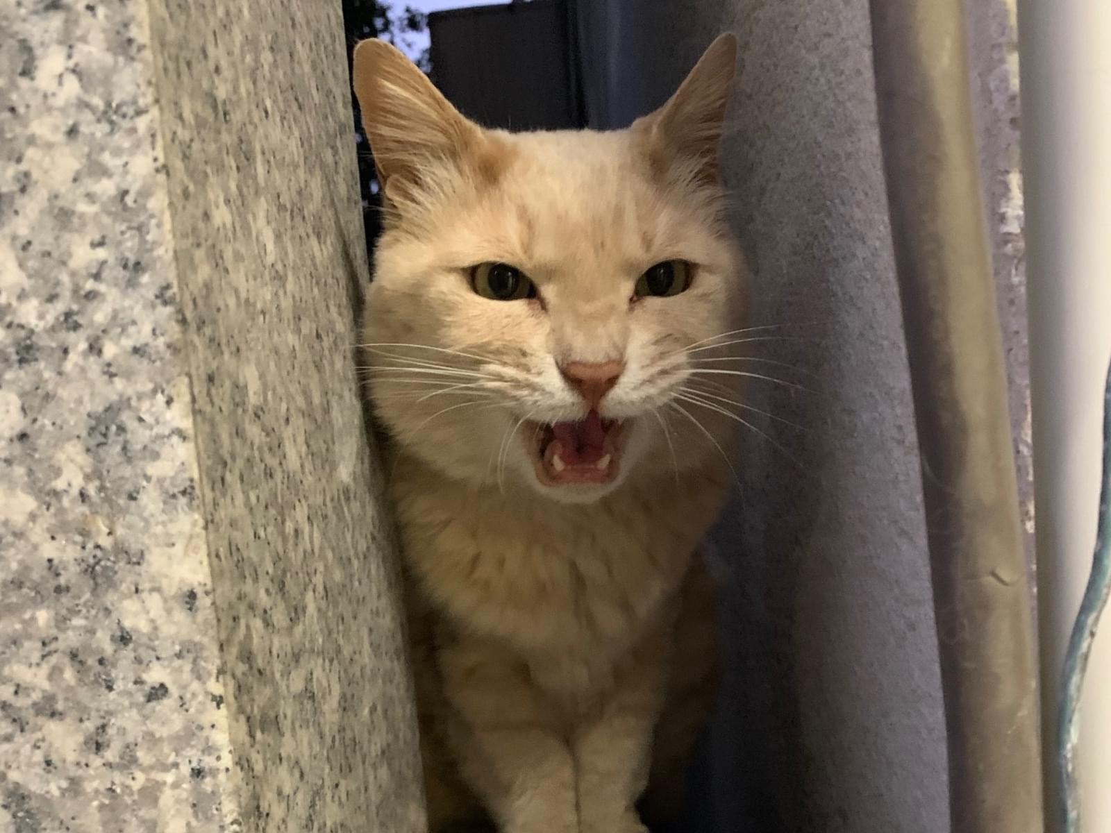 目撃された猫 目撃された猫