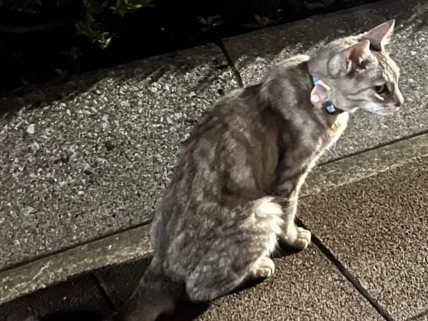 目撃された猫 目撃された猫