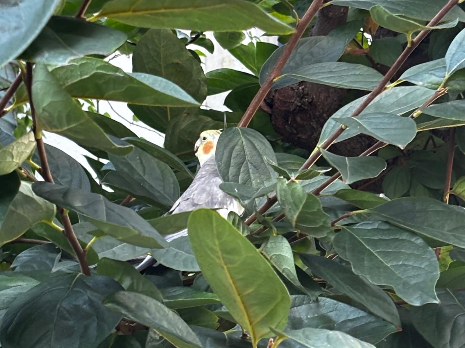 目撃された鳥 目撃された鳥