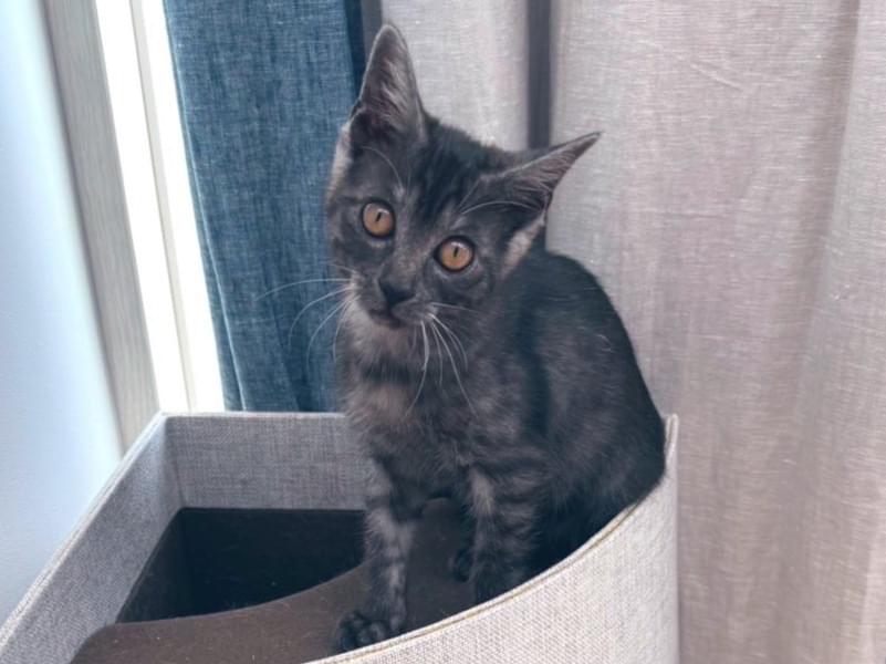 保護された猫 保護された猫