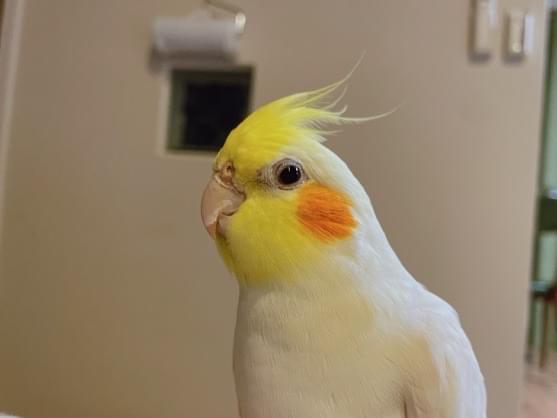 ピノちゃん ピノちゃん