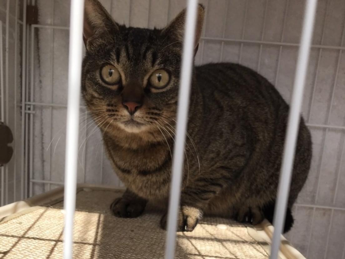 保護された猫 保護された猫