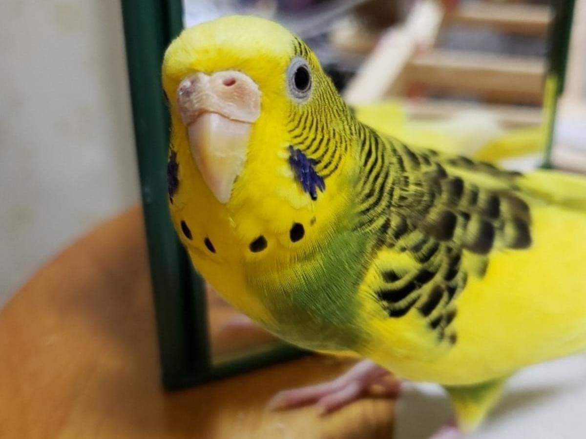 りんちゃん りんちゃん