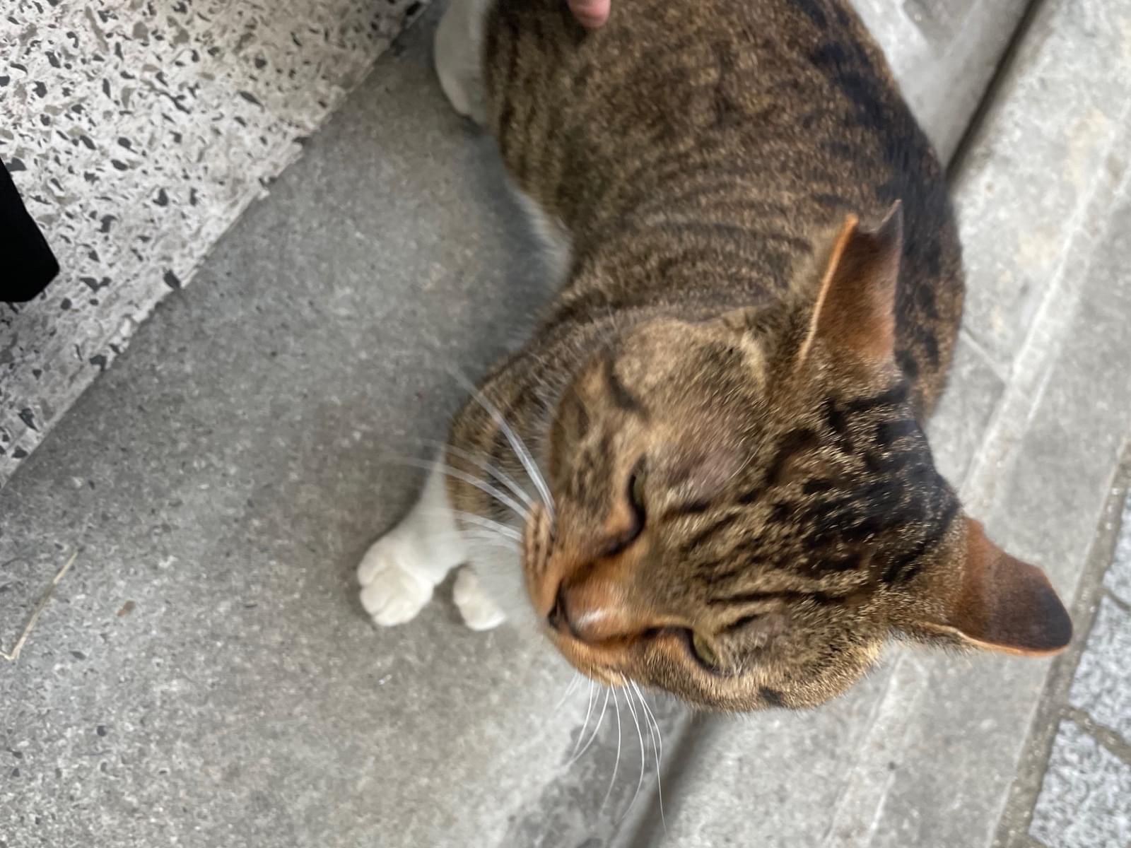 目撃された猫 目撃された猫