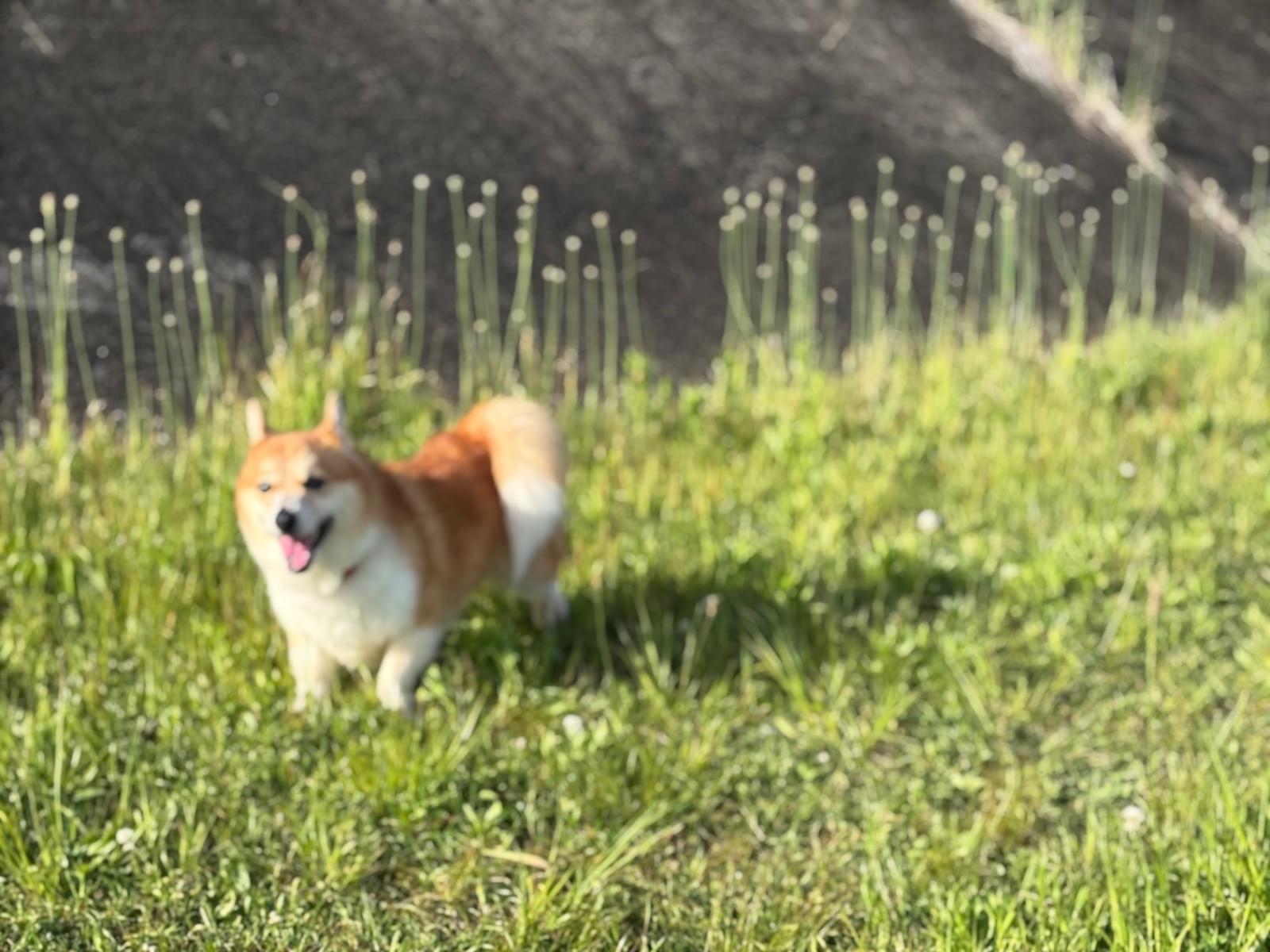 目撃された犬 目撃された犬