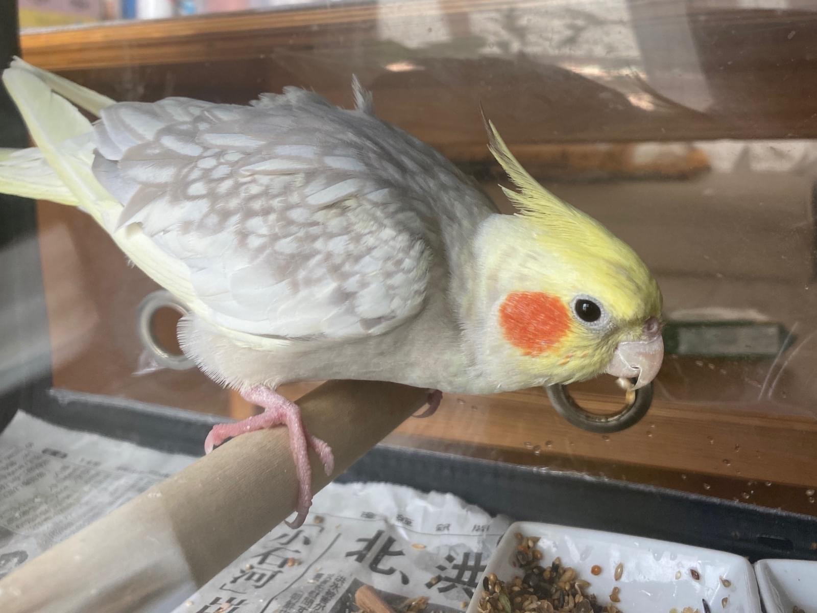 保護された鳥 保護された鳥